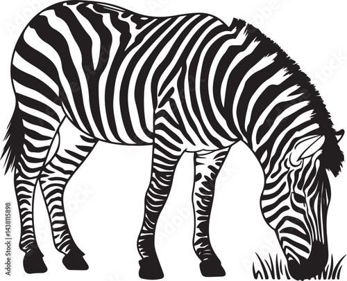 A vector illustration of a zebra grazing in continuous line art, highlighting the black and white stripes, isolated on a white background for minimalist effect.