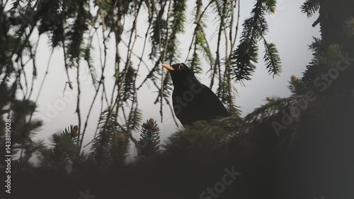 black bird on a tree