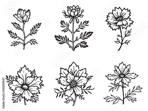 Sea Holly vector line art illustration