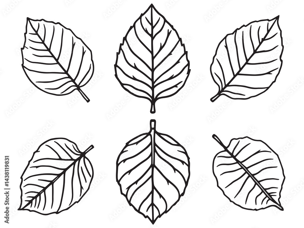 Obraz premium Serviceberry Leaf vector line art illustration