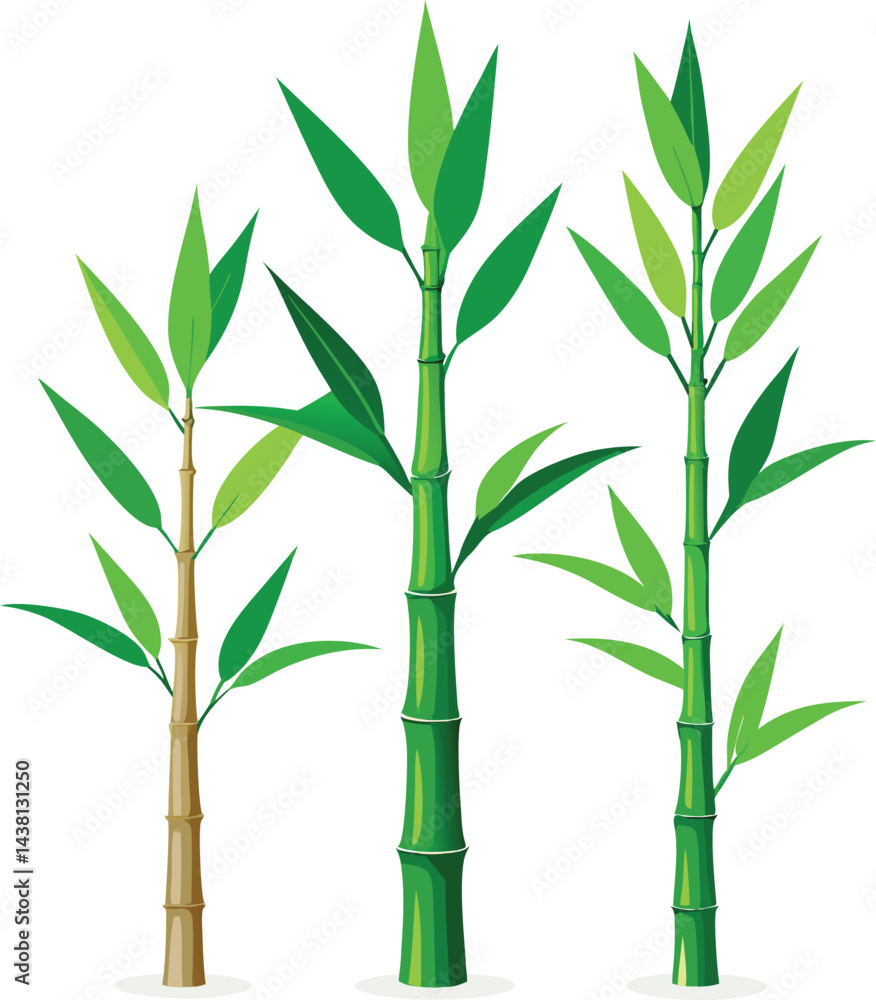 Obraz premium Bamboo stems and green leaves, a natural plant design element from Asia
