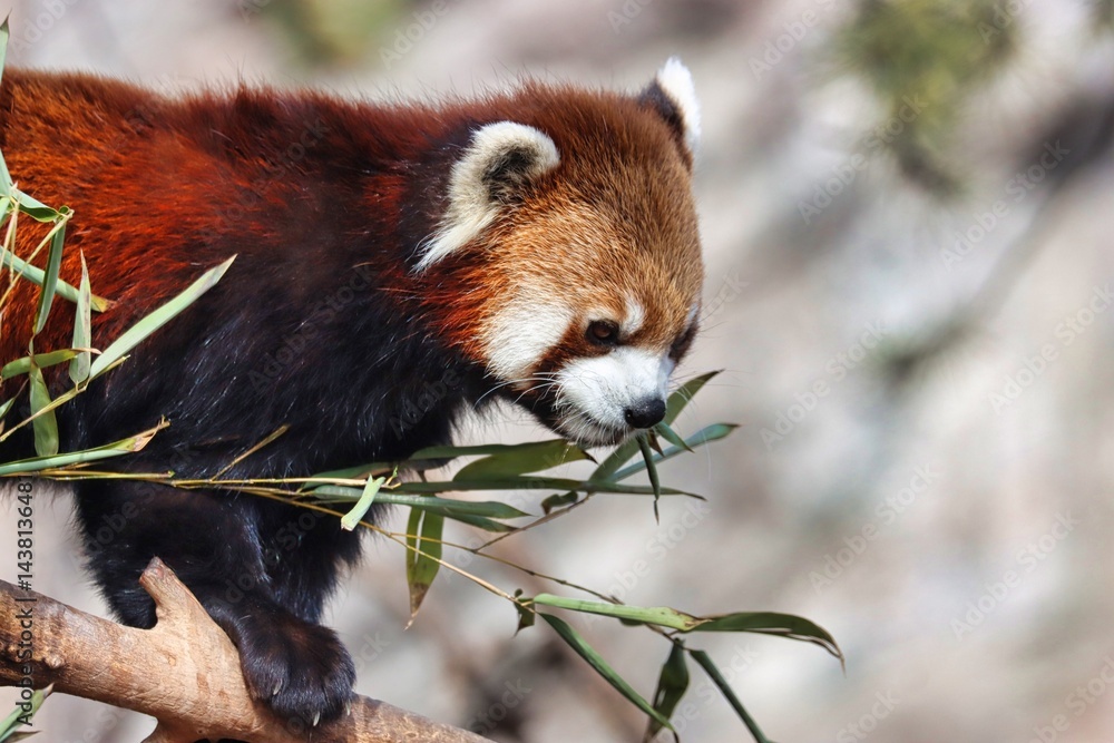 Fototapeta premium Animals