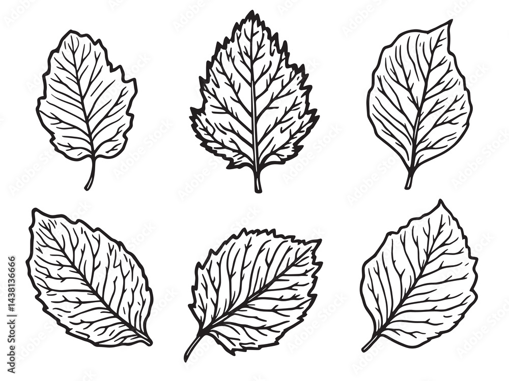 Obraz premium Teak leaf vector line art illustration