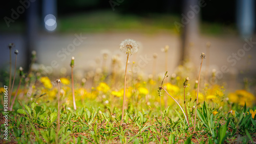 Foto Spring, the struggle to reproduce and prosperity of dandelions and spring flower