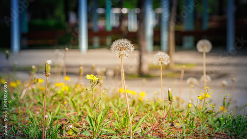 Slika na platnu Spring, the struggle to reproduce and prosperity of dandelions and spring flower