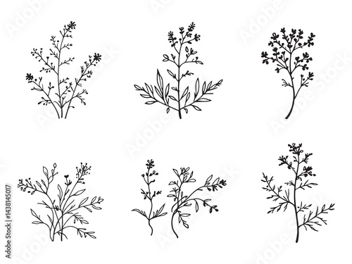Valerian vector line art illustration