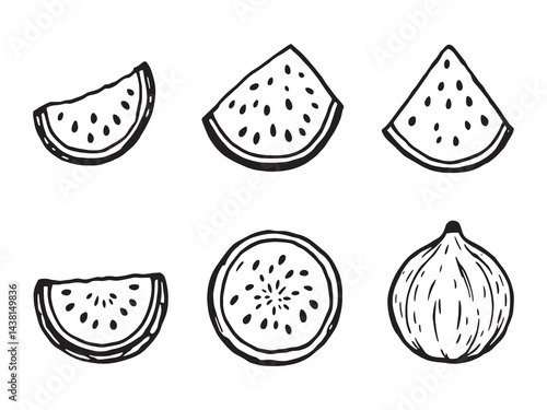 Watermelon vector line art illustration