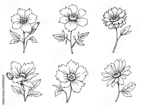 Waxflower vector line art illustration