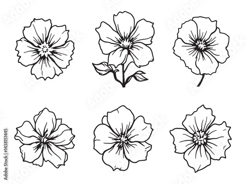 Waxflower vector line art illustration