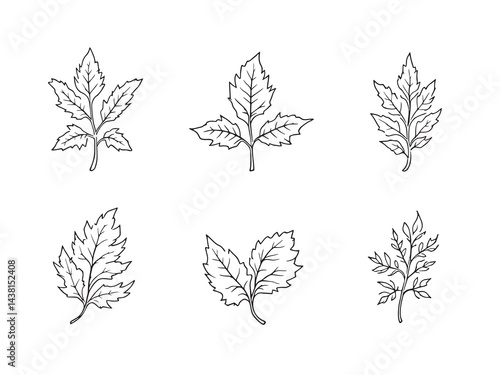 White Dead Nettle Leaf vector line art illustration