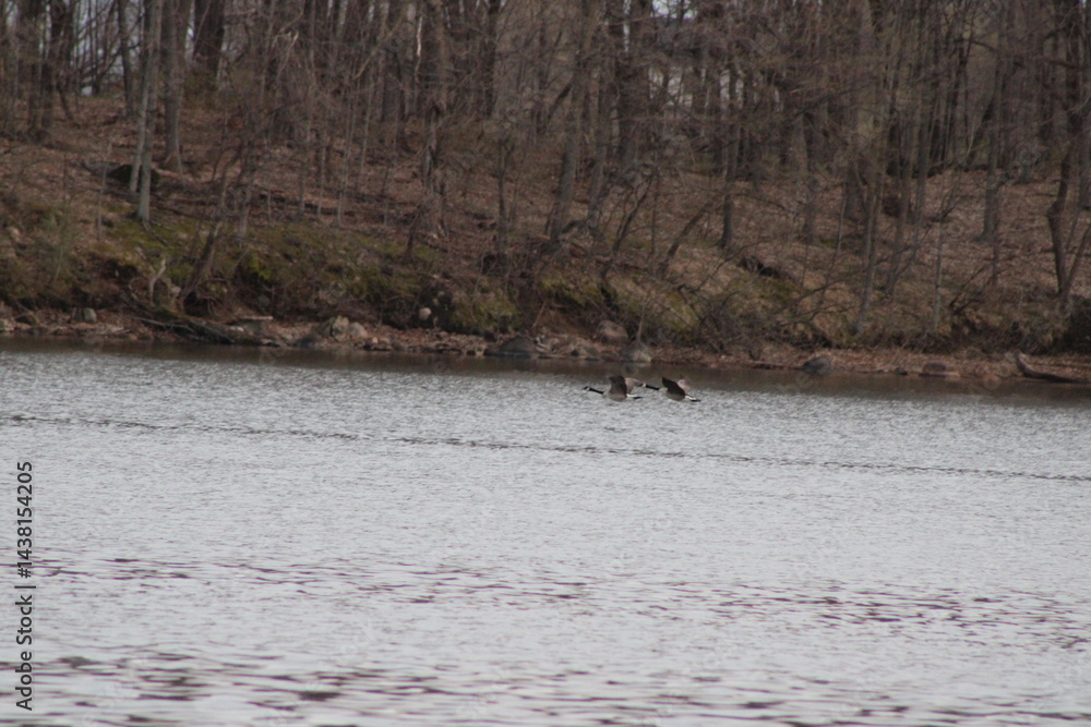 Fototapeta premium geese landing