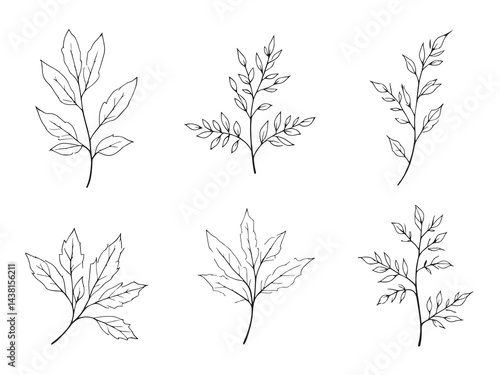 Willow leaf vector line art illustration