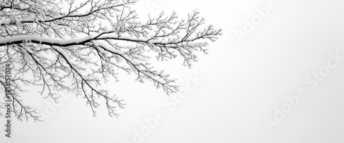 Wallpaper Mural Iced Branches Against a White Sky Torontodigital.ca