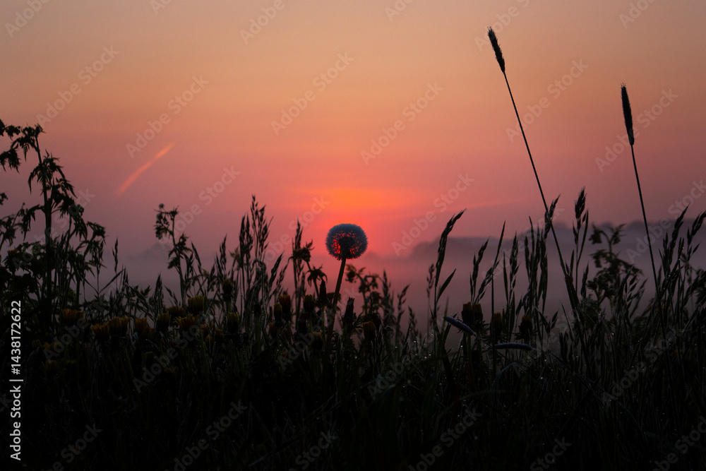 Sunrise in the field