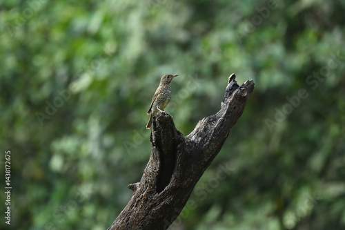 Blue-capped Rock-Thrush female bird resting on Tree branch