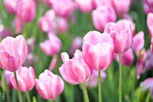 Pink tulips stretch endlessly across the field, basking in the golden light of spring. Each bloom whispers the quiet poetry of renewal, color, and tender warmth.