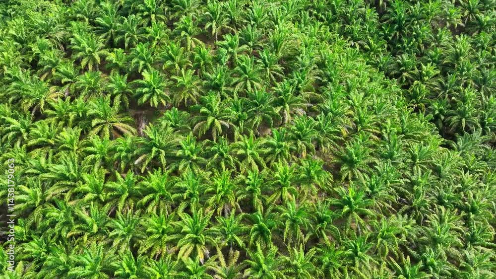 The drone showcases a well-maintained palm plantation with evenly spaced rows, potentially indicating sustainable farming practices and careful land management.
The drone showcases a well-maintained palm plantation with evenly spaced rows, potentially indicating sustainable farming practices and careful land management.