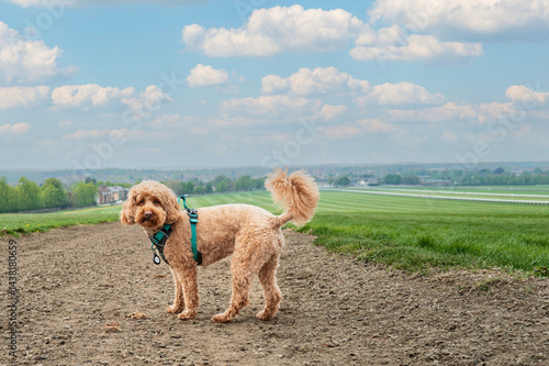 Obraz na płótnie Adorable miniature poodle dog seen looking at her owner while walking near a flat race training ground at the famous horse racing town of Newmarket, Suffolk, UK. w salonie