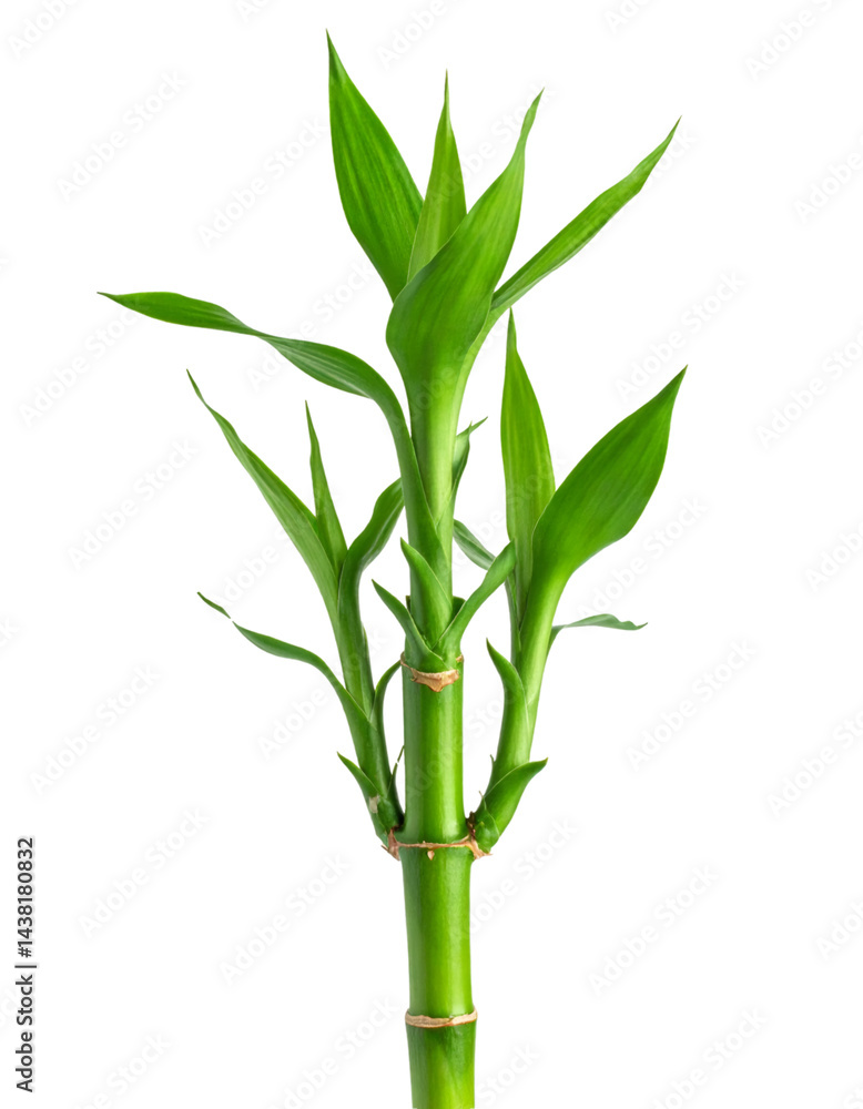 Obraz premium Vibrant green bamboo stalk with fresh leaves, isolated on a transparent background, ready for creative projects