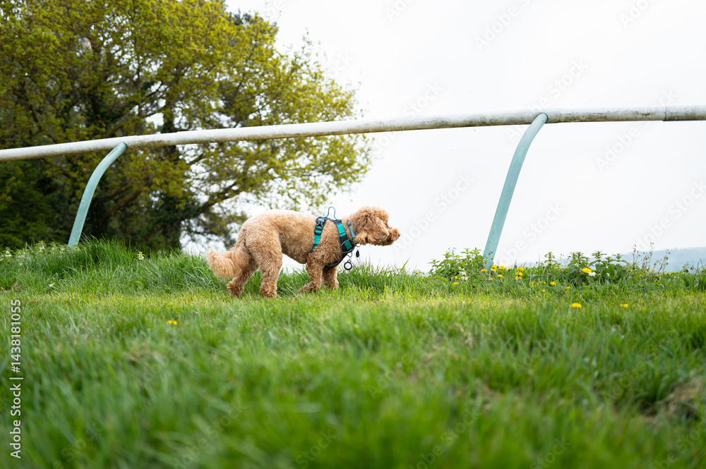 Adorable female miniature poodle seen exploring the flat race training track at the famous horse racing town of Newmarket, Suffolk, UK.