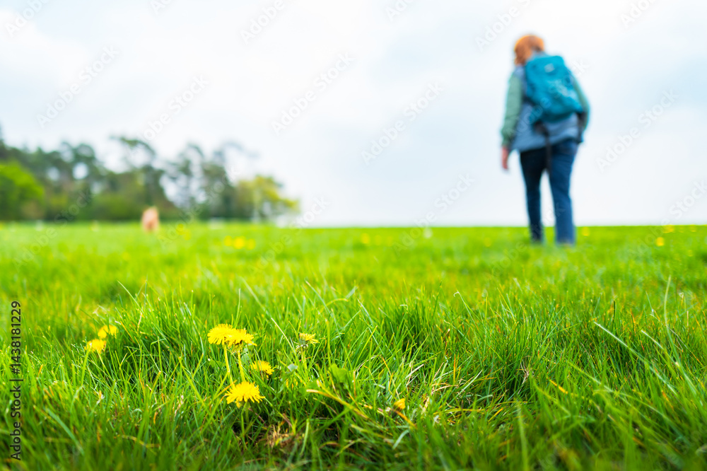 Lone woman hiker seen in a lush grassy meadow in late spring in Britain. Seen with her rucksack and a small dog in the distance, exploring the beautiful countryside.