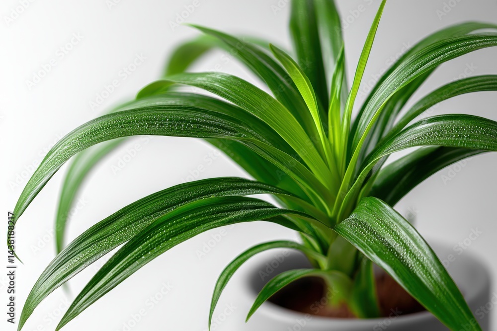 Fototapeta premium Vibrant green spider plant leaves extending in curved shapes in isolated close up showing symmetry and healthy indoor botanical structure