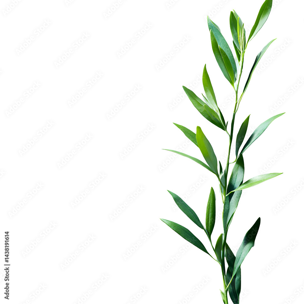 Fototapeta premium Green plant stem closeup dark background image