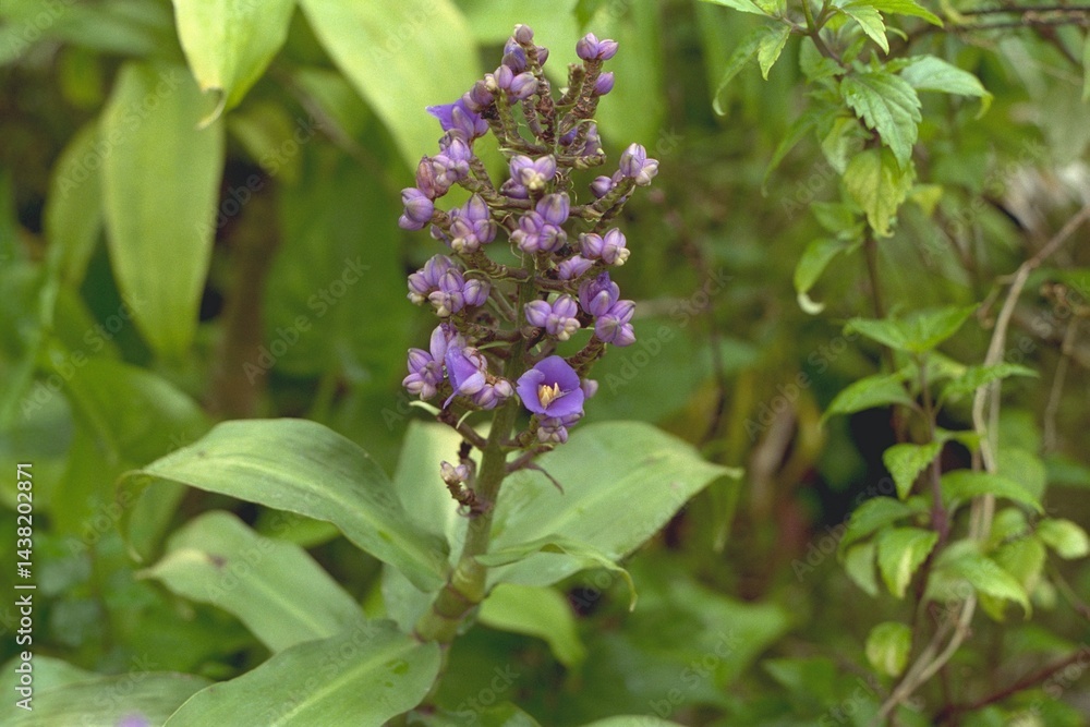 Dichorisandra thyrsiflora - Blue Ginger Blooming
Dichorisandra thyrsiflora - Blue Ginger Blooming