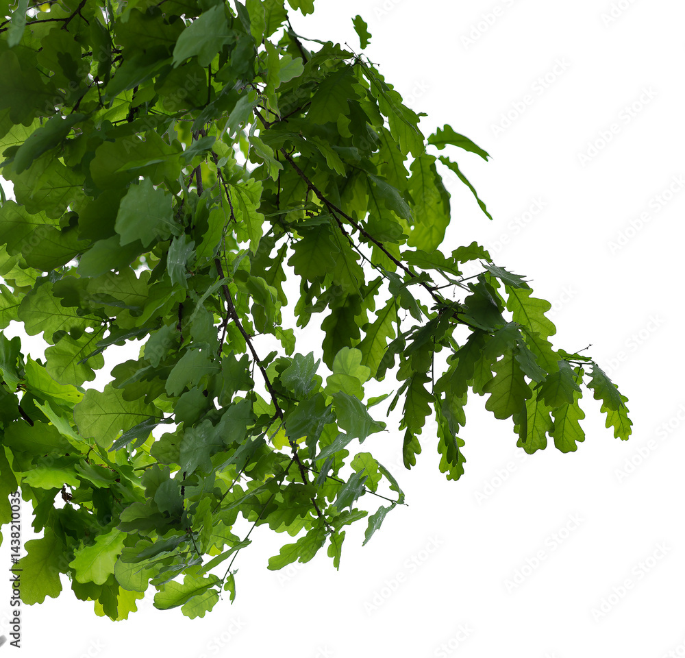 Fototapeta premium Macro photo of spring oak branch with leaves on transparent background