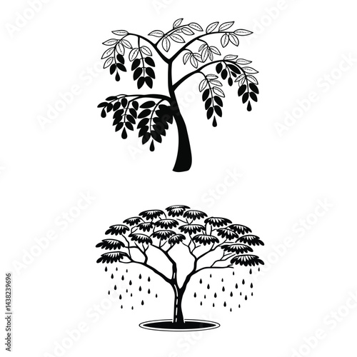 Green canopy of the rain tree
