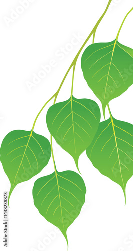Bodhi Tree Branch and Bo Leaves , Sacred fig leaves Vector for Vesak Day – Sacred Buddhist Symbol Illustration