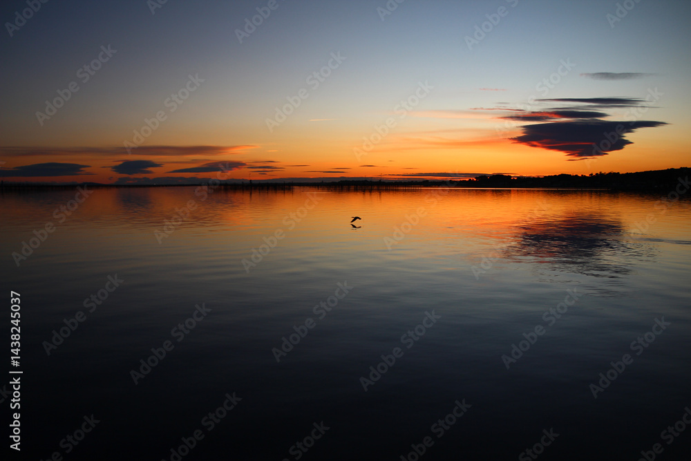 Fototapeta premium A cormorant skims the twilight surface of the Thau lagoon on a February evening (Bouzigues, Hérault, France).