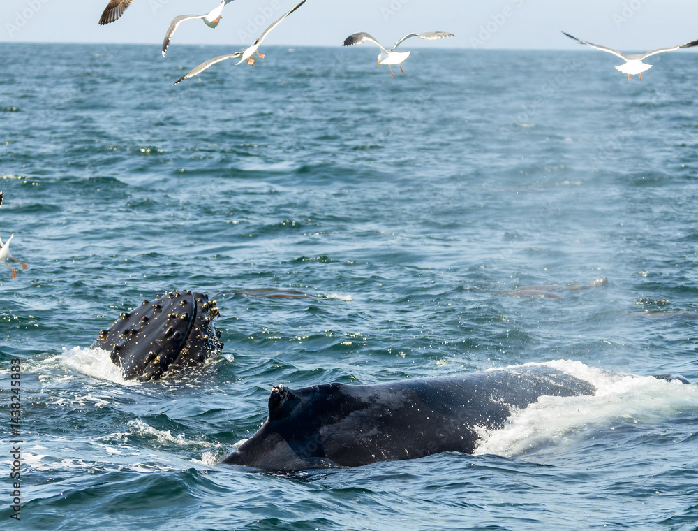 Obraz premium Humpback whale breaching in Monterey Bay, California. Ocean splash, marine wildlife, whale watching, nature moment, aquatic mammal, Pacific coast. Close up