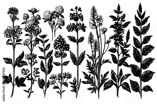 Medicinal plants trio engraving, leaves roots vintage apothecary