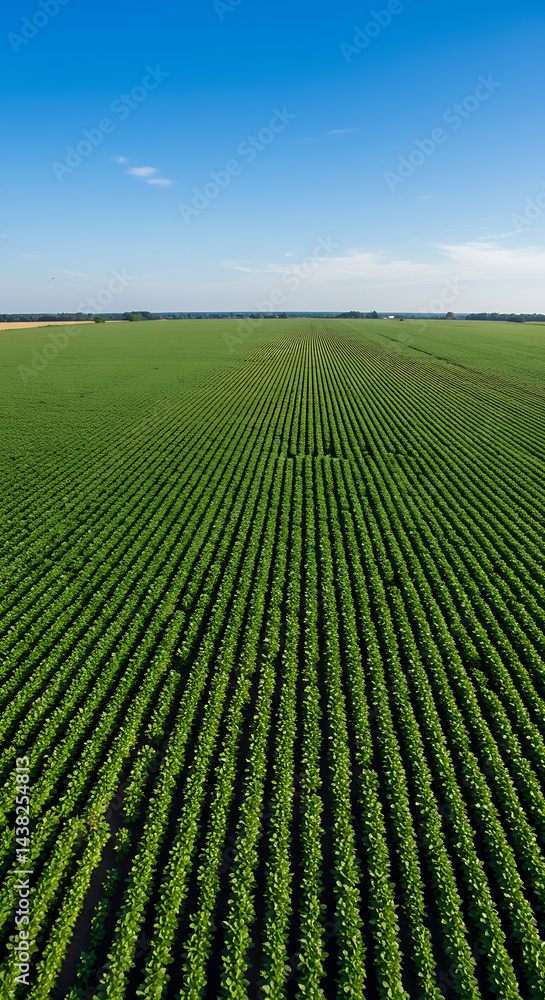 The green field with blue sky and clouds, The Green Ocean: A View of Prosperous Crops, Nature's Lush Agricultural Landscape, green field and blue sky The green field with blue sky and clouds, The Green Ocean: A View of Prosperous Crops, Nature's Lush Agricultural Landscape, green field and blue sky