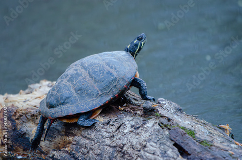turtle on a rock