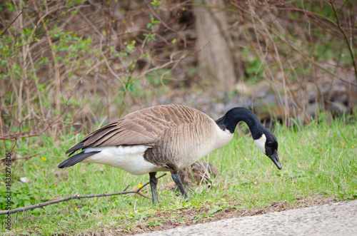 canada goose looking for food