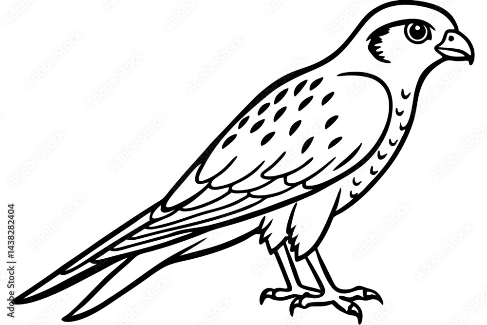 Fototapeta premium Elegant Kestrel Outline