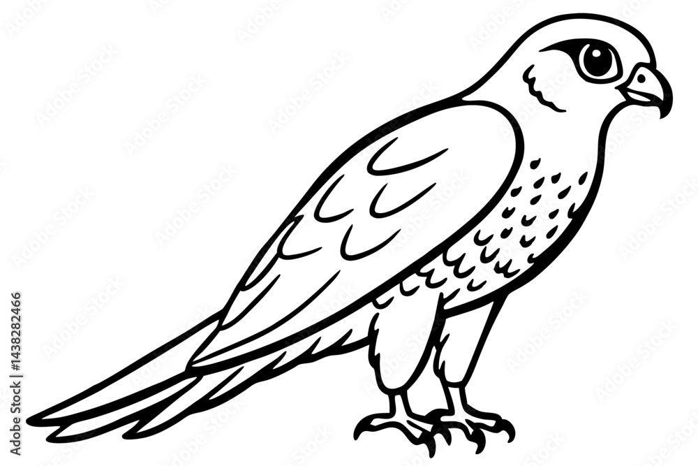 Fototapeta premium Elegant Kestrel Outline