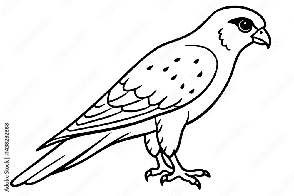 Fototapeta premium Elegant Kestrel Outline
