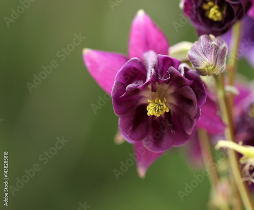 purple flower in the garden
