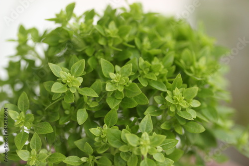 close up of fresh basil