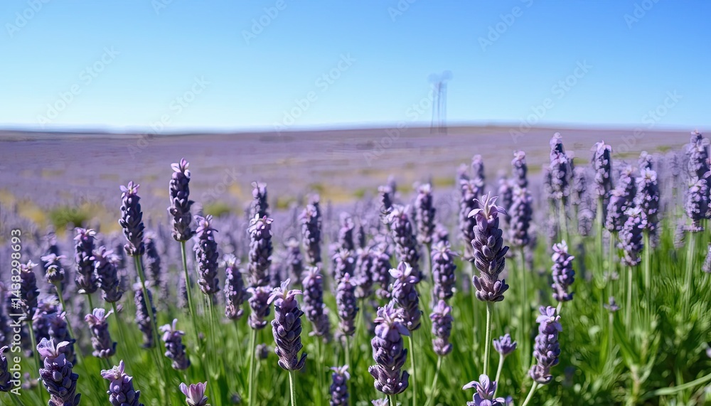 Fototapeta premium Vibrant Purple Lavender Field Under a Sunny Sky