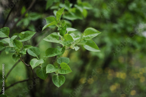 Wallpaper Mural Abstraction growing green leaves on a light background outdoors Torontodigital.ca