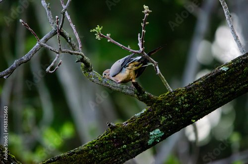 bird on a tree