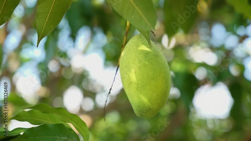 mango on the tree