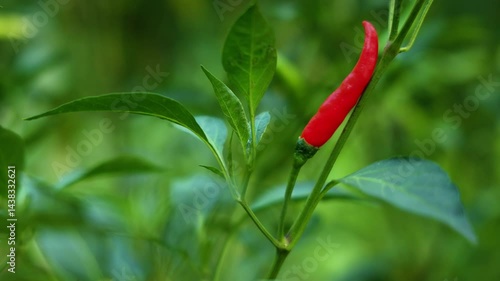 Close-up of vibrant red chili peppers hanging on a plant.