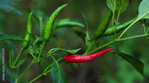 Close-up of vibrant red chili peppers hanging on a plant.