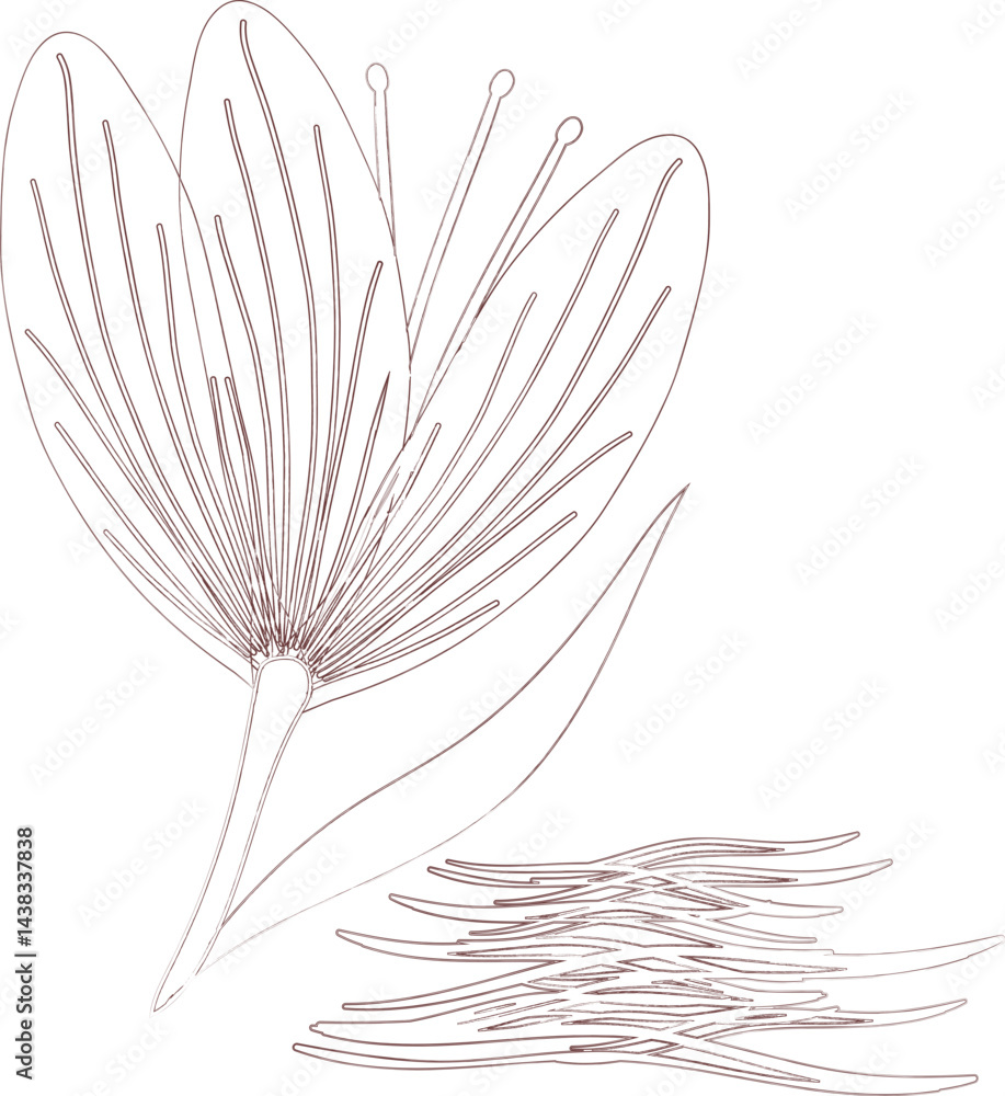 Simple line art illustration of saffron spice with detailed seed pods and individual seeds on white background. Simple line art illustration of saffron spice with detailed seed pods and individual seeds on white background.