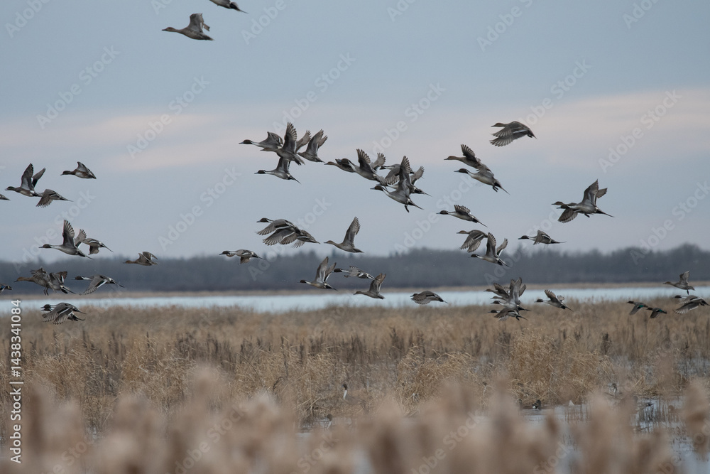 Fototapeta premium ducks in flight over marsh